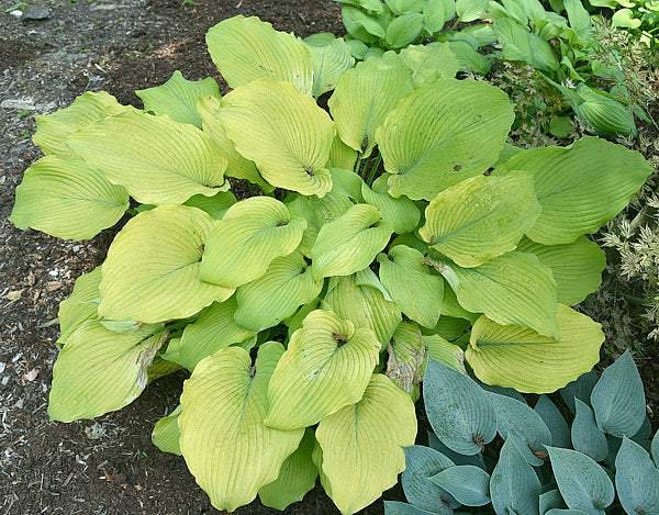 Great Lakes Gold Hosta Plants online shopping