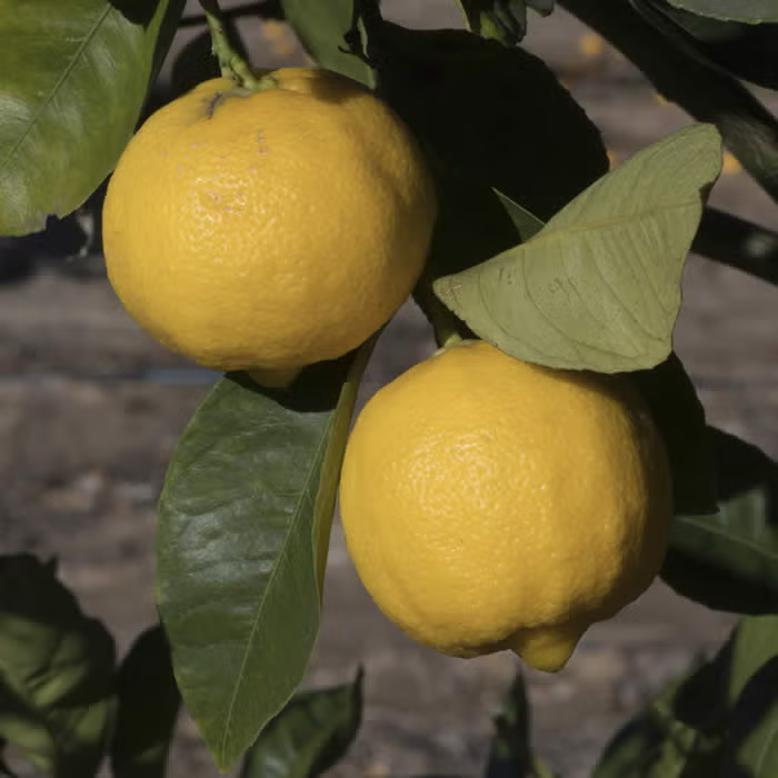 Pomona Sweet Lemon Budwood citrus plant material online shopping