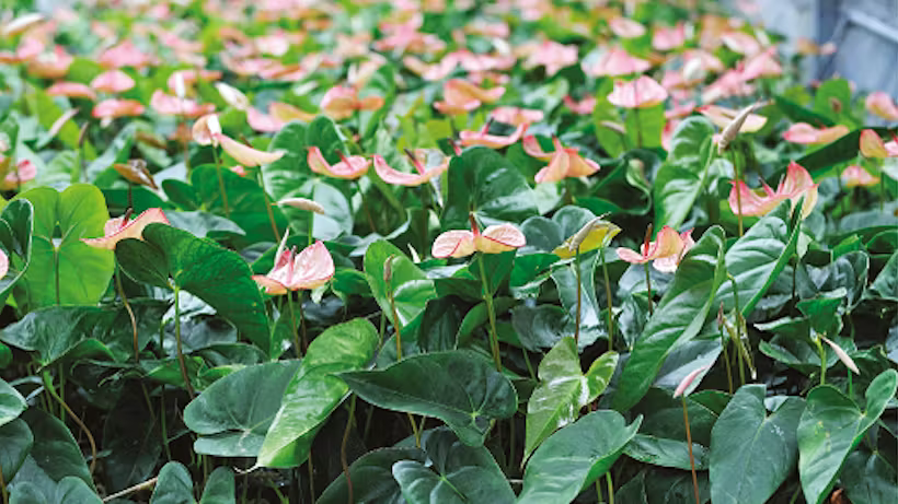 Grodan Grocube Floriculture Rock Wool Hydroponics Substrate