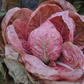 Monterosa Chicory