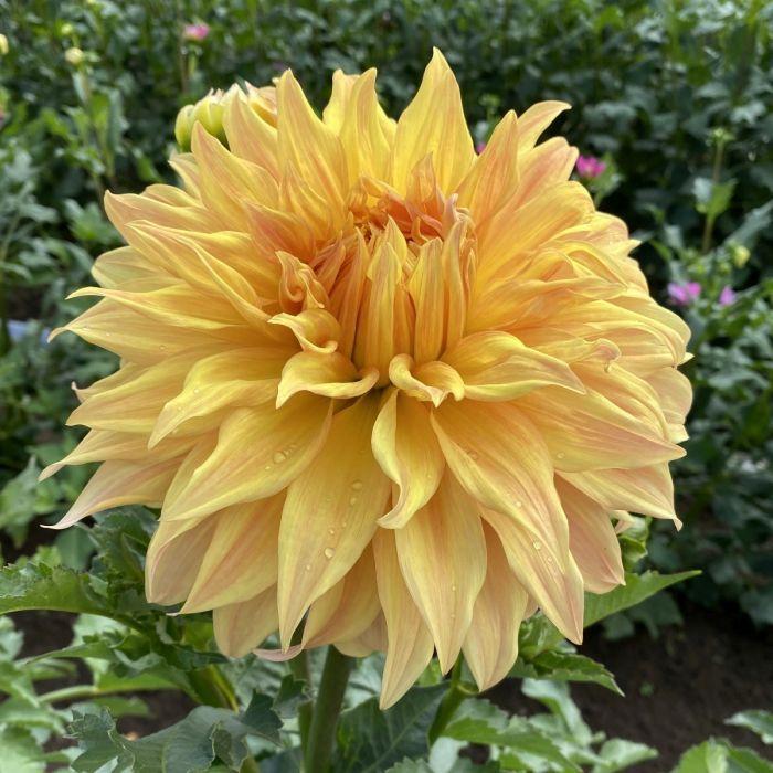 Bonaventure Dahlia Plants online shopping