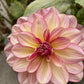 Rawhide Dahlia