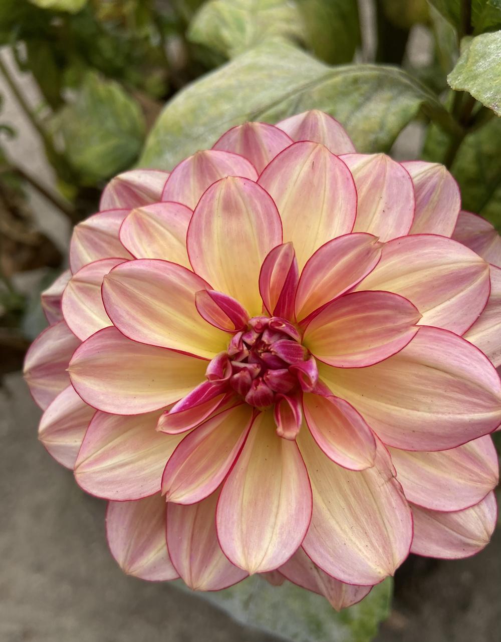 Rawhide Dahlia