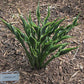 Hands Up Hosta Plants online shopping