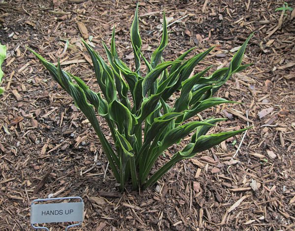 Hands Up Hosta Plants online shopping