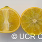 US 119 Duncan Grapefruit x Trifoliate X Succory Sweet Orange Trifoliate Hybrid Budwood citrus plant material online shopping