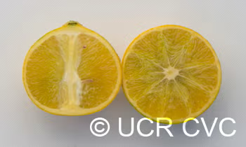 US 119 Duncan Grapefruit x Trifoliate X Succory Sweet Orange Trifoliate Hybrid Budwood citrus plant material online shopping