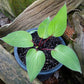 First Blush Hosta Plants online shopping