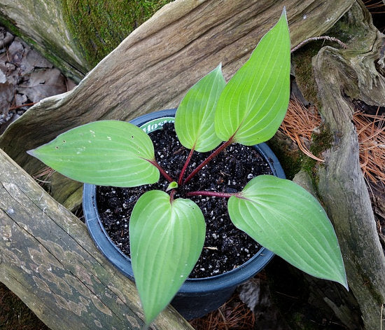 First Blush Hosta Plants online shopping