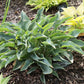 Twinkle Little Star Hosta Plants online shopping