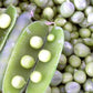 Alaska Shelling Pea