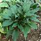 Jaws Hosta Plants online shopping