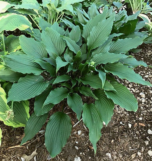 Jaws Hosta Plants online shopping