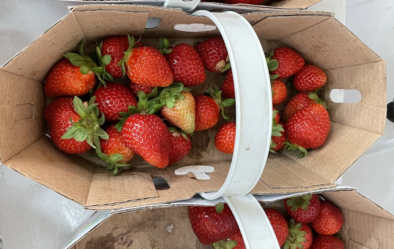 Salma Day Neutral Strawberry