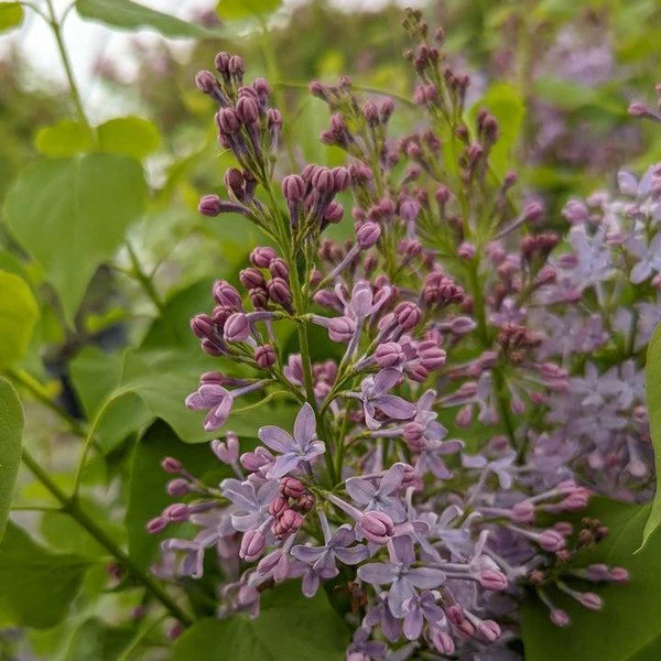 Bloomables® New Age™ Lavender Lilac lilac plant online shopping