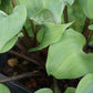 Benedict’s Wild Fire Hosta Plants online shopping