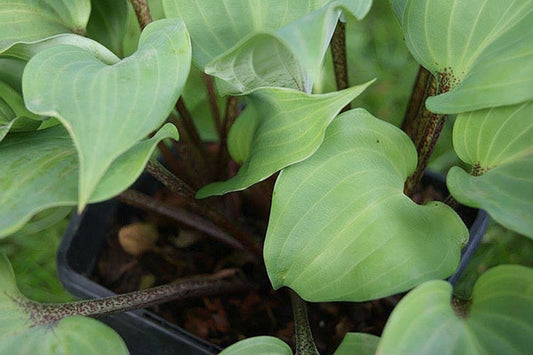 Benedict’s Wild Fire Hosta Plants online shopping