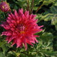 Fire Magic Dahlia