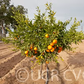 Avana Apireno Mandarin Budwood citrus plant material online shopping