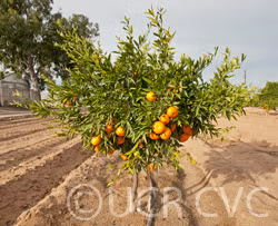 Avana Apireno Mandarin Budwood citrus plant material online shopping