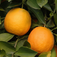 Seville Sour Orange Plant citrus plant material online shopping