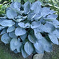 Tarheel Blue Hosta Plants online shopping
