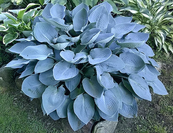 Tarheel Blue Hosta Plants online shopping