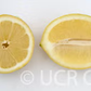 Limonero Messina Lemon Budwood citrus plant material online shopping