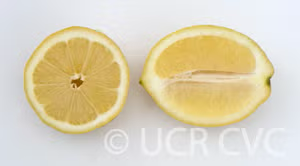 Limonero Messina Lemon Budwood citrus plant material online shopping