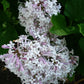 Josee Reblooming Lilac lilac plant online shopping