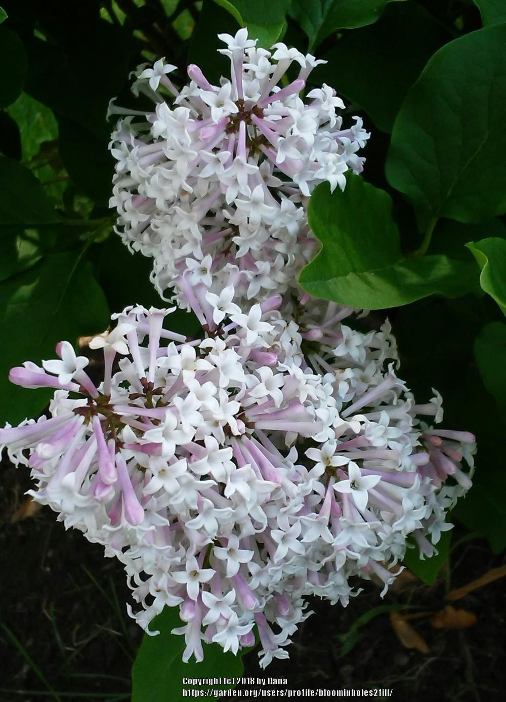 Josee Reblooming Lilac lilac plant online shopping