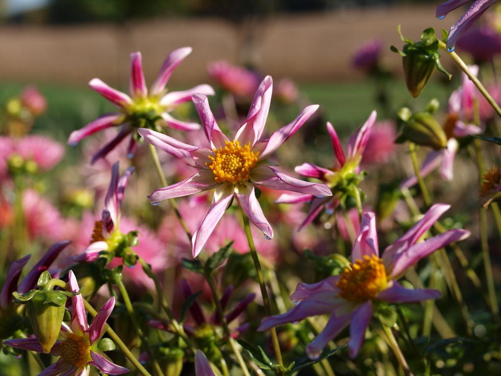 Willie Willie Dahlia