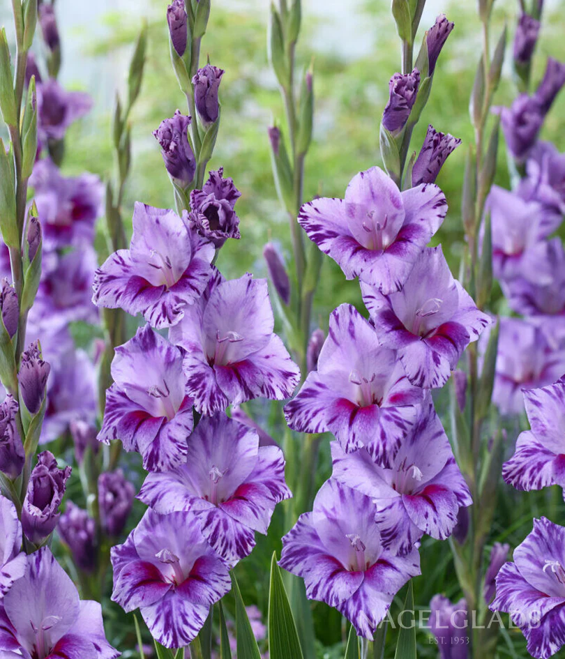 Passos Gladiolus Corms
