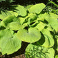 Lemon Meringue Hosta Plants online shopping