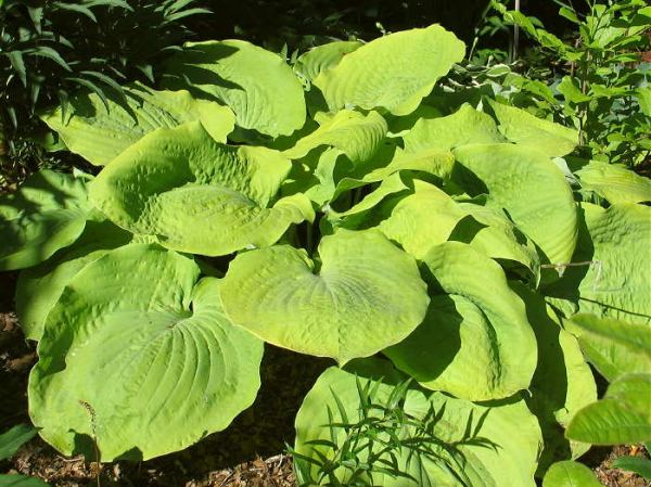 Lemon Meringue Hosta Plants online shopping