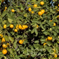 Marrakech Limonette Limetta Budwood citrus plant material online shopping