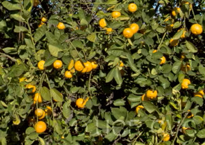 Marrakech Limonette Limetta Budwood citrus plant material online shopping