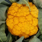 Clementine F1 Cauliflower