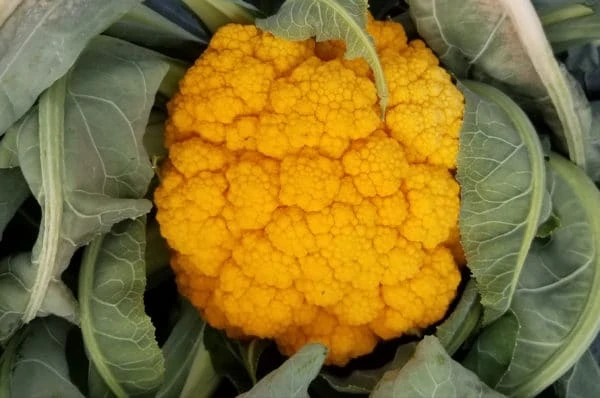 Clementine F1 Cauliflower