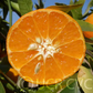 Hickson Mandarin Budwood citrus plant material online shopping