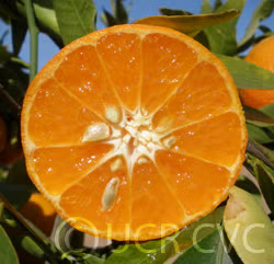Hickson Mandarin Budwood citrus plant material online shopping