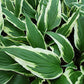 Proud Dragon Hosta Plants online shopping