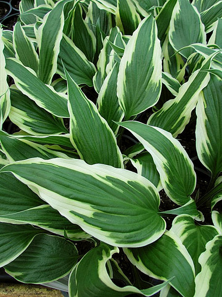 Proud Dragon Hosta Plants online shopping