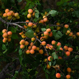 Manchurian Apricot