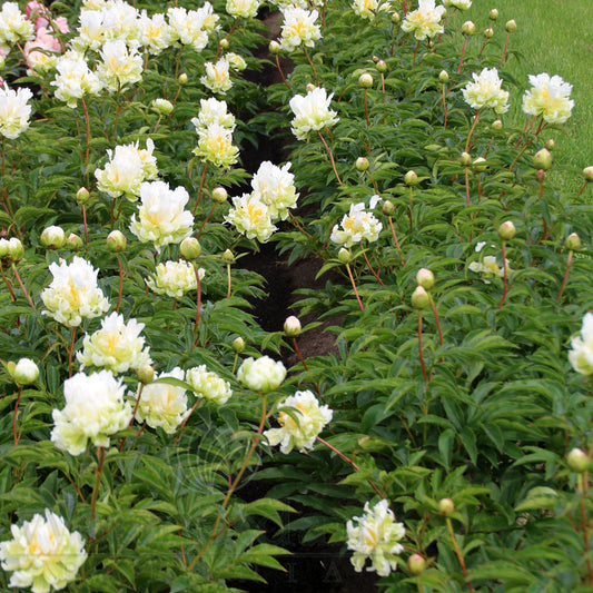 Paeonia Lactiflora Green Halo