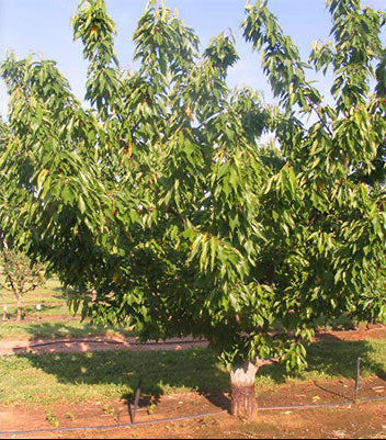 Early Star Sweet Cherry