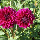 Boogie Nites Dahlia Plants online shopping