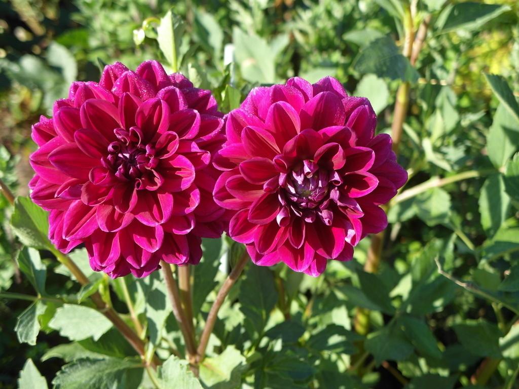 Boogie Nites Dahlia Plants online shopping