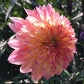 September Morn Dahlia