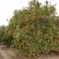 Dancy Mandarin Budwood citrus plant material online shopping
